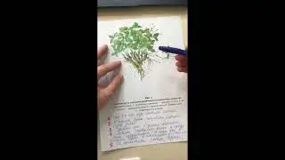 Почему важно обновлять каждые 3-4 года кусты клубники (серия 2)