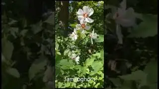 Nature's Sermon The Divine Union of the Shrub's Flowers