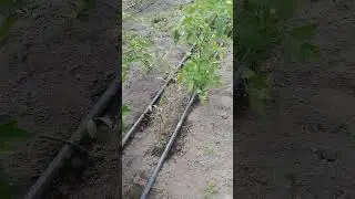 Посев семян по лунному календарю. Высадка растений в благоприятные дни.