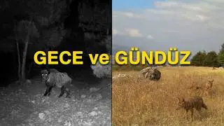 Fotokapan görüntülerimiz AĞUSTOS-EYLÜL-EKİM 2023 
