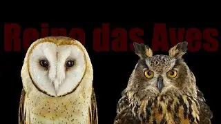 Corujas vs mochos: Quem são as verdadeiras aves noturnas?