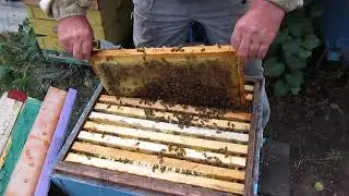 Сотовый мед в банках
