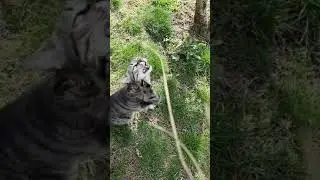 Jugando con mi Gata en la Calle