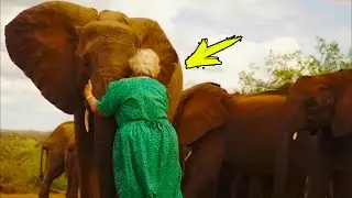 The girl saved the baby elephant. Years later they met and the incredible happened!
