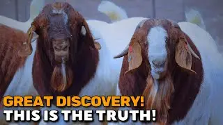 Is this goat breed more profitable?