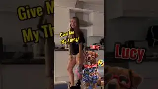 Lucy the tiny chihuahua, #funydogvideo #angrydog #weareouttodiscover #lucy  #cutedogvideos #travel