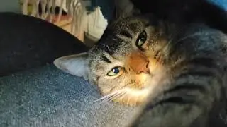 Милота под одеялом/Не даю коту спать/