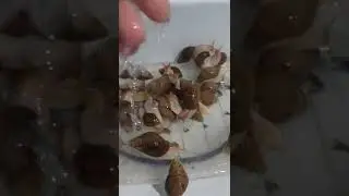 Ulitkalarim 1 oyda 5 sm bo'lishdi MashaAlloh.🥰🥰🥰