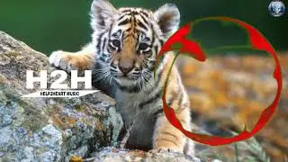 RDLS & Facading - Come Alive [ NCS-H2H Release ] #H2H #HELP2HEART