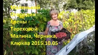 Маленький Огородик Елены Тереховой - Малина, Черника, Клюква 2015.10.05