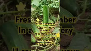 #cucumber #foryou  #fyp #subscribers #video #short  u can eat cucumber everyday to make yourskinglow