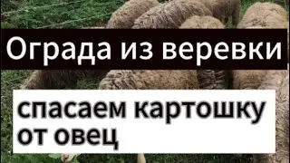 Ограждение из верёвки: спасаем картошку от овец