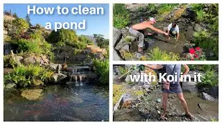 How to clean a pond with Koi in it!