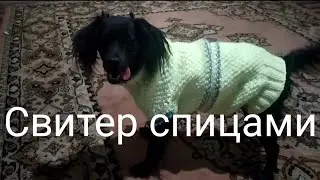 How to knit a sweater for a dog