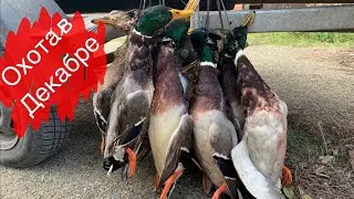 DUCK HUNTING🦆🦆🦆! My backwater didn't let me down! 