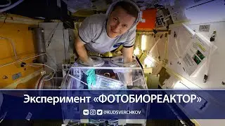 Сергей Кудь-Сверчков: проведение эксперимента «Фотобиореактор» на МКС