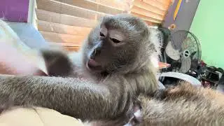Pet Friendly Pet Human and her ASMR Monkey