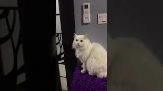 Cat wants to go out