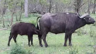 Спасибо, МАМА
