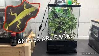 WE GOT ANOLES AGAIN!?!?