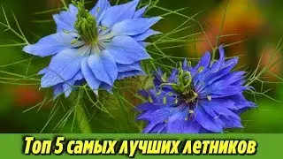 Вот какие ЦВЕТЫ нужно посеять на даче 5 САМЫХ лучших ЛЕТНИКОВ которые можно ПОСЕЯТЬ СРАЗУ В ПОЧВУ