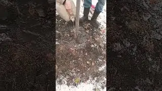 как   сажают     деревья   в  магнитогорске