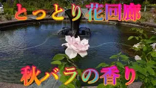 秋の香り散策 10月13日 日曜 晴れ オータムフェスティバル とっとり花回廊 秋バラの香り 日本 鳥取県西伯郡南部町鶴田 ジャングルドーム @WalkingYoshi