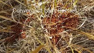 Convergent Lady Beetles, Colony 1