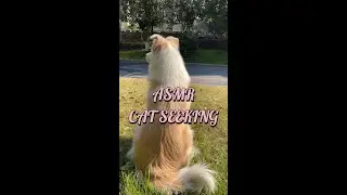 The CAT-LOVING DOG who goes out everyday to look for her cat friend