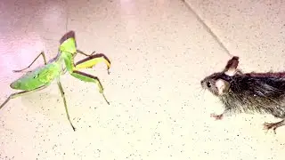 What Happens When Mantis Sees a Rat|| Mantis Vs. Rat|| WildLife