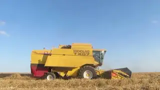 Combinen van graszaad en graan met New Holland TX67 combines