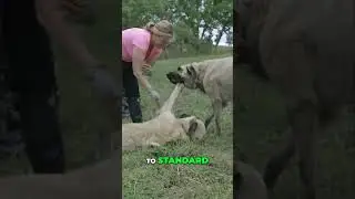 Protecting the Kangal Breed  Our Responsible Breeding Mission