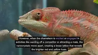 How a Chameleon changes its colour!