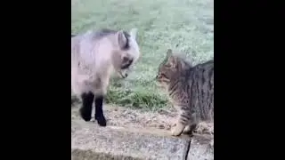 Реакция котов на козлят