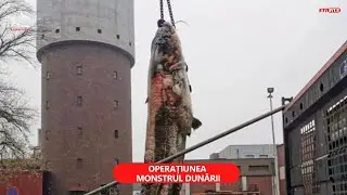 Operațiunea „Monstrul Dunării” s-a declanșat în Austria. Un somn de peste 100 kg, scos cu macaraua