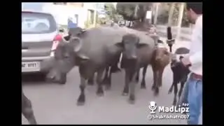 Funny clips ytshorts  यूट्यूब शॉर्ट्स