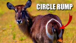 Waterbuck Facts: an ANTELOPE Who Loves WATER 🌊 Animal Fact Files