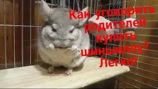 Как уговорить родителей купить шиншиллу