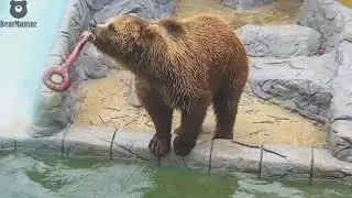 Стирка, полоскание и отжим...Все о медвежьей стирке наглядно🐻/Bear Mansur