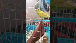 love birds