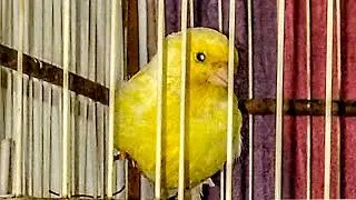 Problemas nas patas ariadas dos canários: o que fazer? Procura seu veterinário