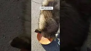 Святогорск сегодня! Голодные собаки!