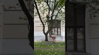 «Это объект министерства обороны!» Мужик тырит яблоки в центре Петербурга! #музыка #еда #Питер