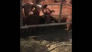 Коровы продажа на экспорт 