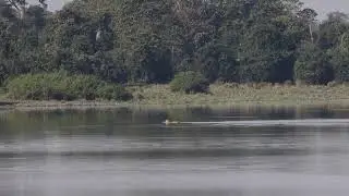 Tiger swimming across the water in Kaziranga National Park, Assam, India