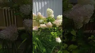 Гортензии ДИАМАНТИНО+2 #гортензии