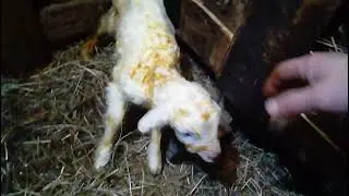 Birth of a lamb