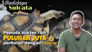 Sulcata Tortoise Breeding