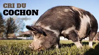 Le Cri de COCHON - Cochon qui crie