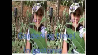 Touring you on my Paradise!|Gardening|Introducing what’s in my garden|Filipina-American Couple